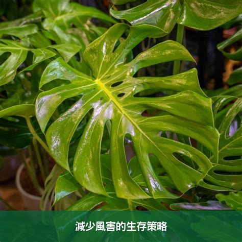 龜背芋 開花|龜背芋會開花嗎？探索龜背芋開花的奧秘 